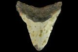 Bargain, Fossil Megalodon Tooth - North Carolina #124818-2